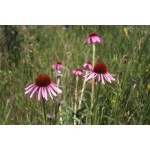 Narrow-Leaved Coneflower